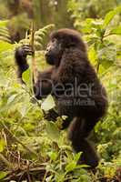 Baby gorilla climbs branch while looking up