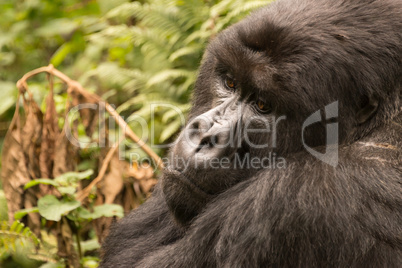 Close-up of sitting gorilla looking down sadly