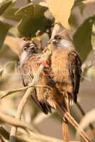 Pair of speckled mousebirds on same branch
