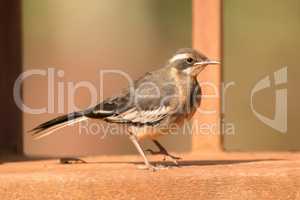 Cape wagtail perched on wall beside railing