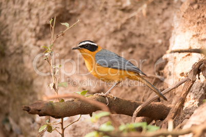 White-browed robin chat on branch beside bank