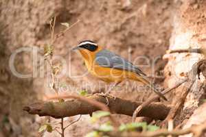 White-browed robin chat on branch beside bank