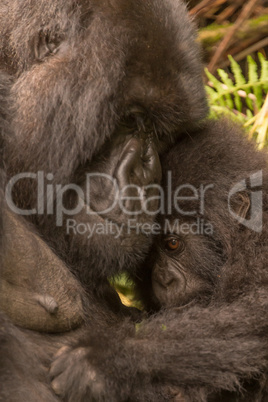 Baby gorilla held by mother looks shy