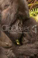 Baby gorilla held by mother looks shy