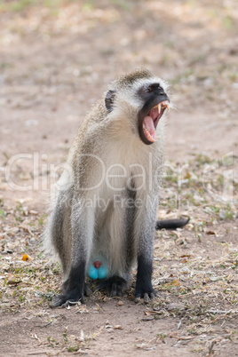 Male vervet monkey yawning on dusty ground