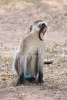 Male vervet monkey yawning on dusty ground