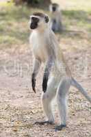 Male vervet monkey standing on hind legs