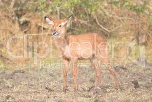 Young female waterbuck stands looking at camera