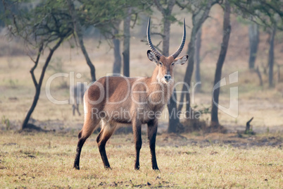 Male waterbuck with horns staring at camera
