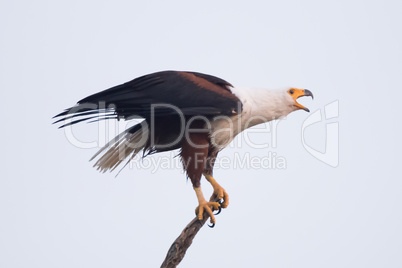 African fish eagle opening beak to squawk