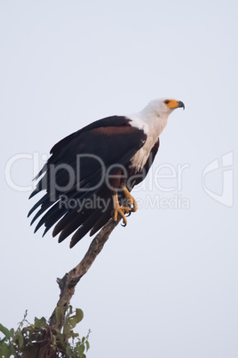 African fish eagle perched on top branch
