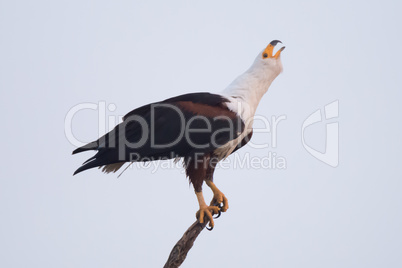 African fish eagle lifting head to squawk