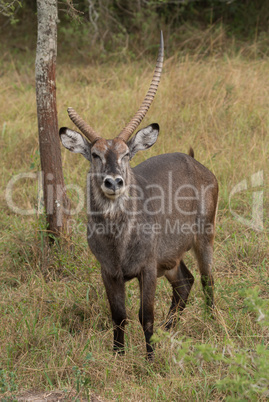 Male waterbuck winking at camera beside tree