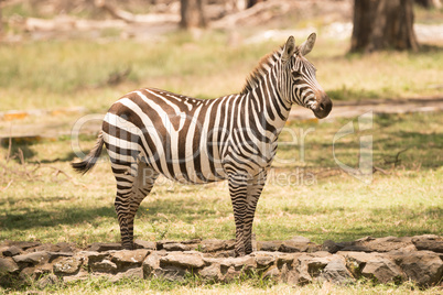 Zebra standing on path looking towards camera