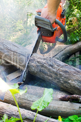 Chainsaw cut wooden logs