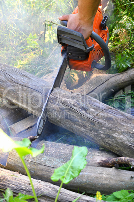 Chainsaw cut wooden logs