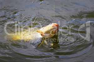 Catching carp bait in the water close up