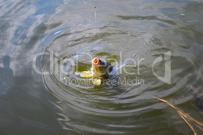 Catching carp bait in the water close up