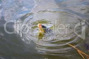 Catching carp bait in the water close up