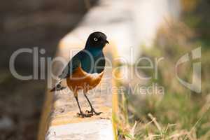 Superb starling perched on kerb beside road