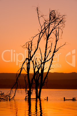 Dead tree in lake silhouetted at sunrise