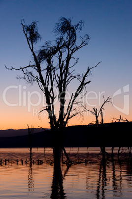 Dead tree in lake silhouetted at dawn