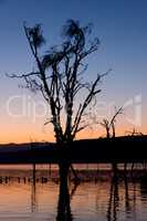 Dead tree in lake silhouetted at dawn