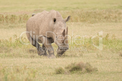 Rhinoceros charging with head down over savannah