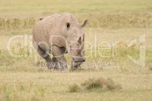 Rhinoceros charging with head down over savannah