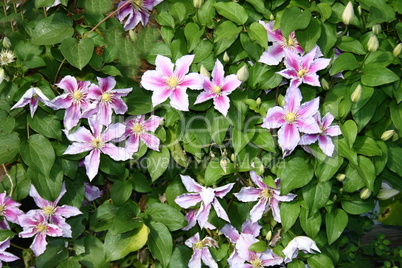 clematis flower  (Clematis)