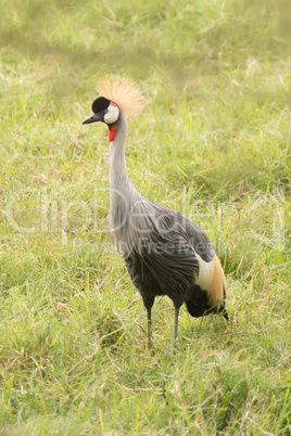 Grey crowned crane on grass in profile