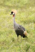 Grey crowned crane on grass in profile
