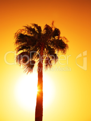 palm tree