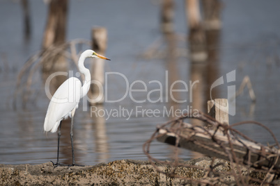 Great white heron in profile beside water
