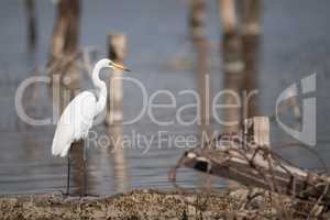 Great white heron in profile beside water