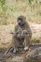 Baboon sitting down with paw on knee