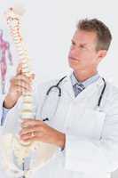 Doctor holding an anatomical spine