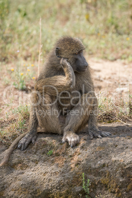 Baboon sitting down scratching head with foot