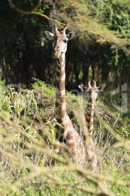 Mother and baby giraffe looking at camera