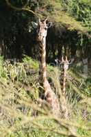 Mother and baby giraffe looking at camera