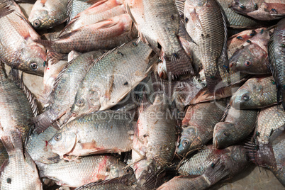 Pile of tilapia in sunshine with flies