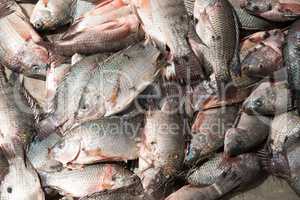 Pile of tilapia in sunshine with flies