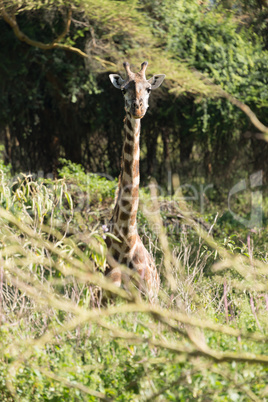 Head and neck of giraffe above branches