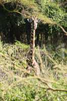 Head and neck of giraffe above branches