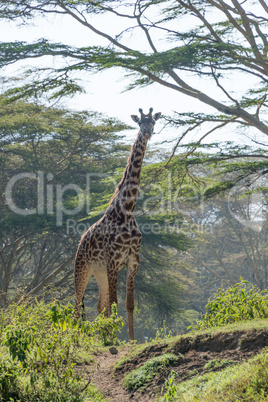 Giraffe standing at top of hill path