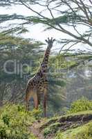 Giraffe standing at top of hill path