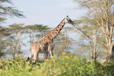 Giraffe walking on horizon with acacias behind