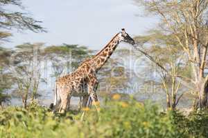 Giraffe walking on horizon with acacias behind