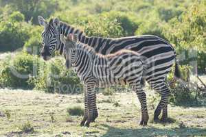 Zebra foal in profile standing beside mother