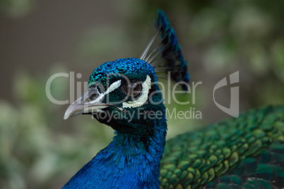 Close-up of peacock head looking at camera